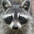 :iconmischievousraccoon: