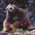 :iconmisfit0481: