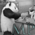 :iconmisfitpanda: