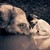:iconmisguidedghostgirl: