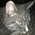:iconmisha11: