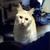 :iconmisha66: