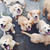 :iconmishkadog: