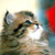 :iconmiso-kun: