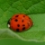 :iconmiss-cute-strawberry: