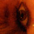 :iconmiss-darks: