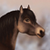 :iconmiss-dittany: