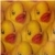 :iconmiss-duckling: