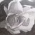 :iconmiss-hummingbird:
