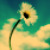 :iconmiss-kimberly: