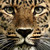 :iconmiss-minerva:
