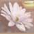 :iconmiss-perplexity: