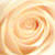 :iconmiss-qatar: