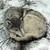 :iconmiss-wildcard: