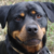 :iconmiss-wishbear: