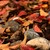 :iconmissalice11:
