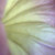 :iconmissbc: