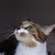 :iconmissblackrabbit: