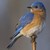 :iconmissbluebirdy: