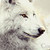 :iconmisscafeinne: