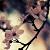 :iconmisscherryblossom: