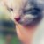 :iconmissdior15: