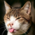 :iconmissduchesse:
