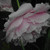MissFaline :iconmissfaline: