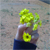 :iconmisshailah: