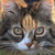 :iconmissmissycat:
