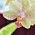 :iconmissmurder-tahanee: