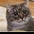 :iconmissmysterymouse: