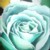 :iconMissPollyPop: