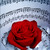 :iconmissreginastar: