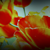 :iconmisstarlight: