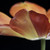 :iconmisstulip9: