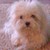:iconmissy-maltese: