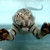 :iconmistah-tiger: