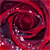 :iconmistedmoon: