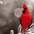 :iconmister-red-bird: