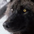 :iconmisteriawolf:
