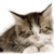misterwildcat :iconmisterwildcat: