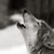 :iconmistiwolf: