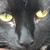 :iconmistressraiven: