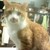 :iconmisty181920: