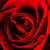 :iconmistyrose16:
