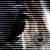 :iconmistytwilight: