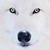 :iconmistywolfspirit: