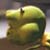 :iconmitgard: