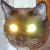 :iconmitsutaisho: